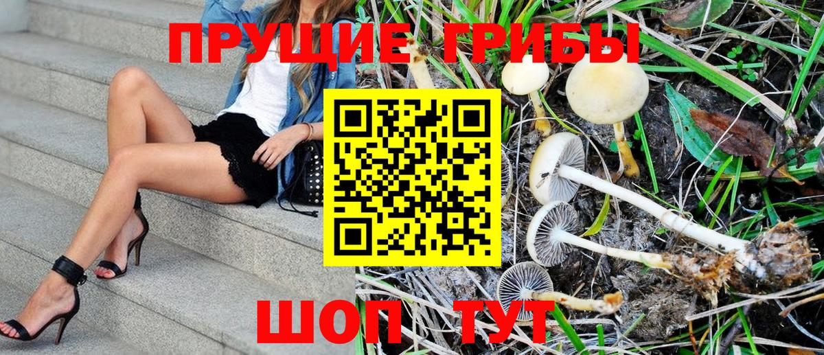 Орёл  Псилоцибиновые грибы Psilocybine cubensis  Вход с VPN 